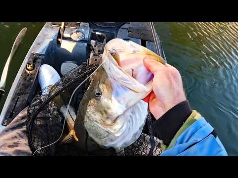 Canal Monster Fish - Finding The Big Ones in People's Backyards!