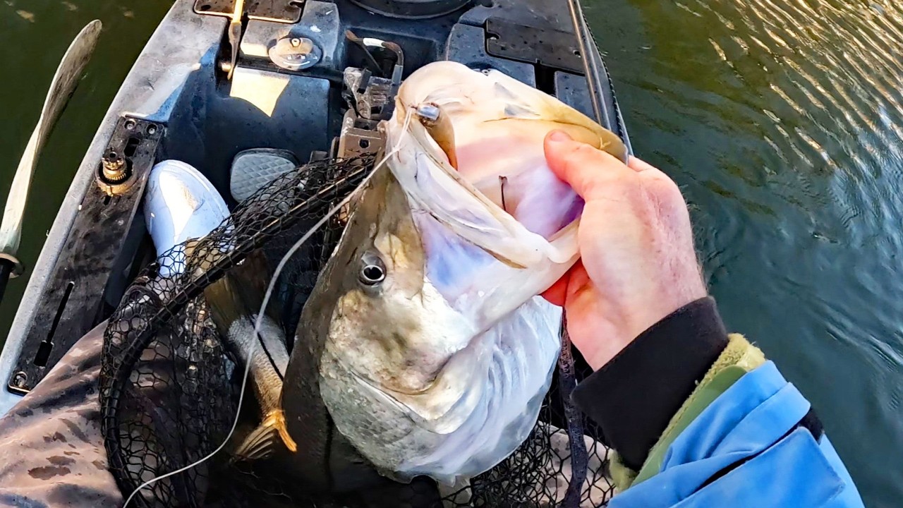 Canal Monster Fish - Finding The Big Ones in People's Backyards!
