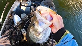 Canal Monster Fish - Finding The Big Ones in People's Backyards!