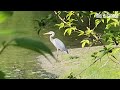 Did the great blue heron take off?