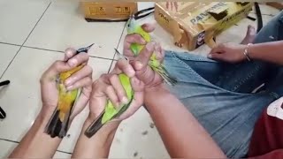 Paling super cak cungkok buat kalian para pedagang spesial di agen burung Fatir kicau