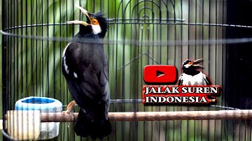 PANCINGAN JALAK SUREN biKIN JALAK SUREN GACOR BONGKAR ISIAN MEWAH