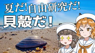貝殻　トウカムリガイ　巻貝　マダガスカル産　海岸　標本　夏休み自主研究　工作材料 mqdefault.jpg