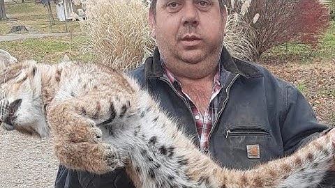 Alternative Bobcat Trapping Flags. #bobcattrapping #billingsleybrandlures