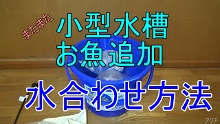 第92話 小型水槽独特の水合わせ方法とお魚追加