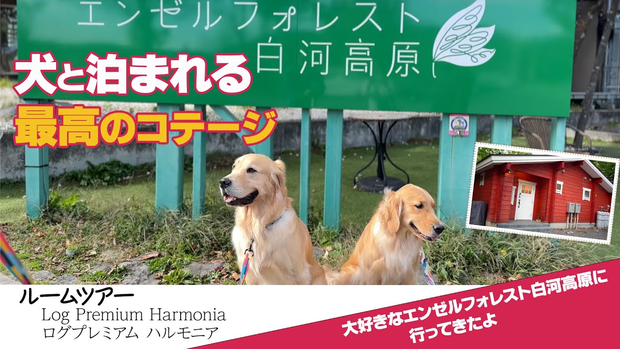 【特別なコテージ体験】愛犬と過ごす「ハルモニア」宿泊ルームを詳しく紹介！