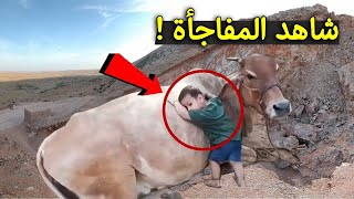 شاهد هذا الصبى يذهب كل يوم للنوم بجوار البقرة وهو يبكي بشدة ..ولما عرفوا السبب كانت المفاجئة !!