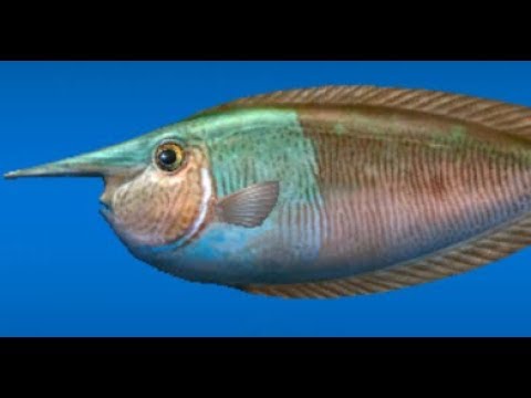 Ace Fishing:Hidden Fish (Mariana Trench) - YouTube Ace Fishing:Hidden Fish (Mariana Trench) - YouTube
