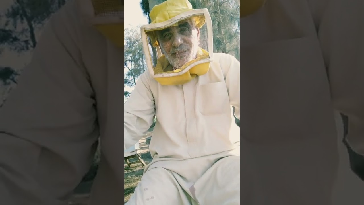 طريقة إنتاج ملكات ممتازة وبكثرة بنوية التلقيح الصغيرة٠