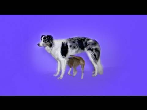 a dog of flanders Amazing dog trick- weave dog legs!