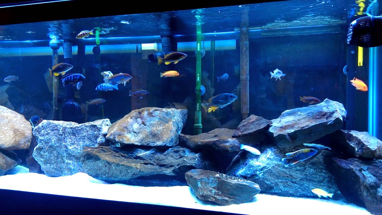 125 Gallon African Cichlid Aquarium - YouTube
