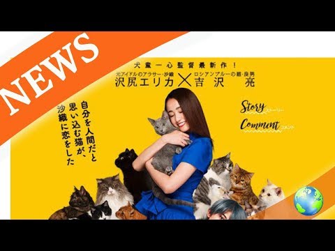 猫奴必看！电影《猫は抱くもの》，泽尻英龙华与猫咪上演奇幻故事