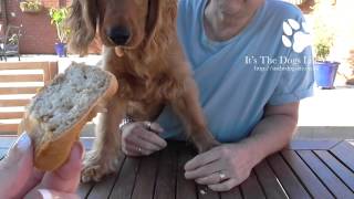 Daisys Dog Deli Review - Its The Dogs Life