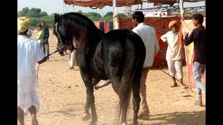 Marwari stallion Pankaj being presented at Sayla Horse Show 2018 Jalore