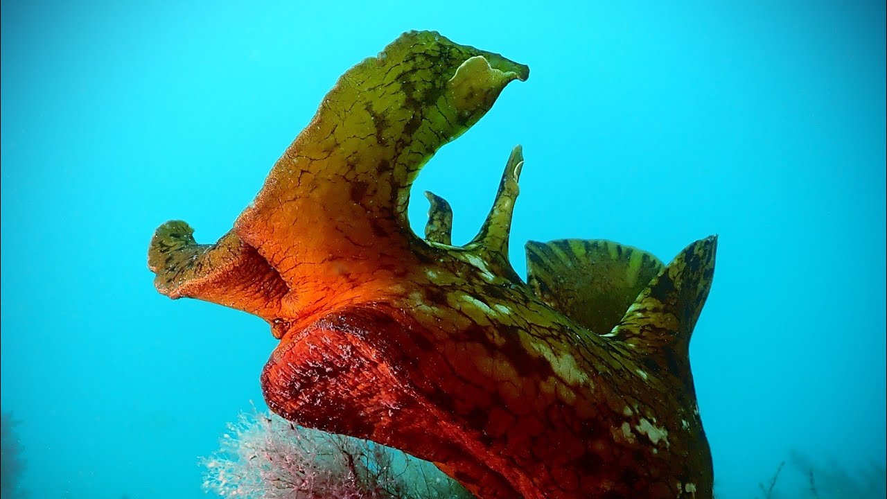 The Extraordinary Sea Hare - Australia