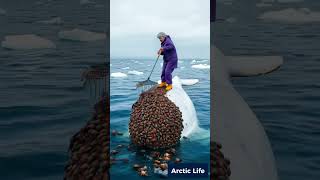 Old Lady Helping Out Beluga Whale From Barnacles And Parasites