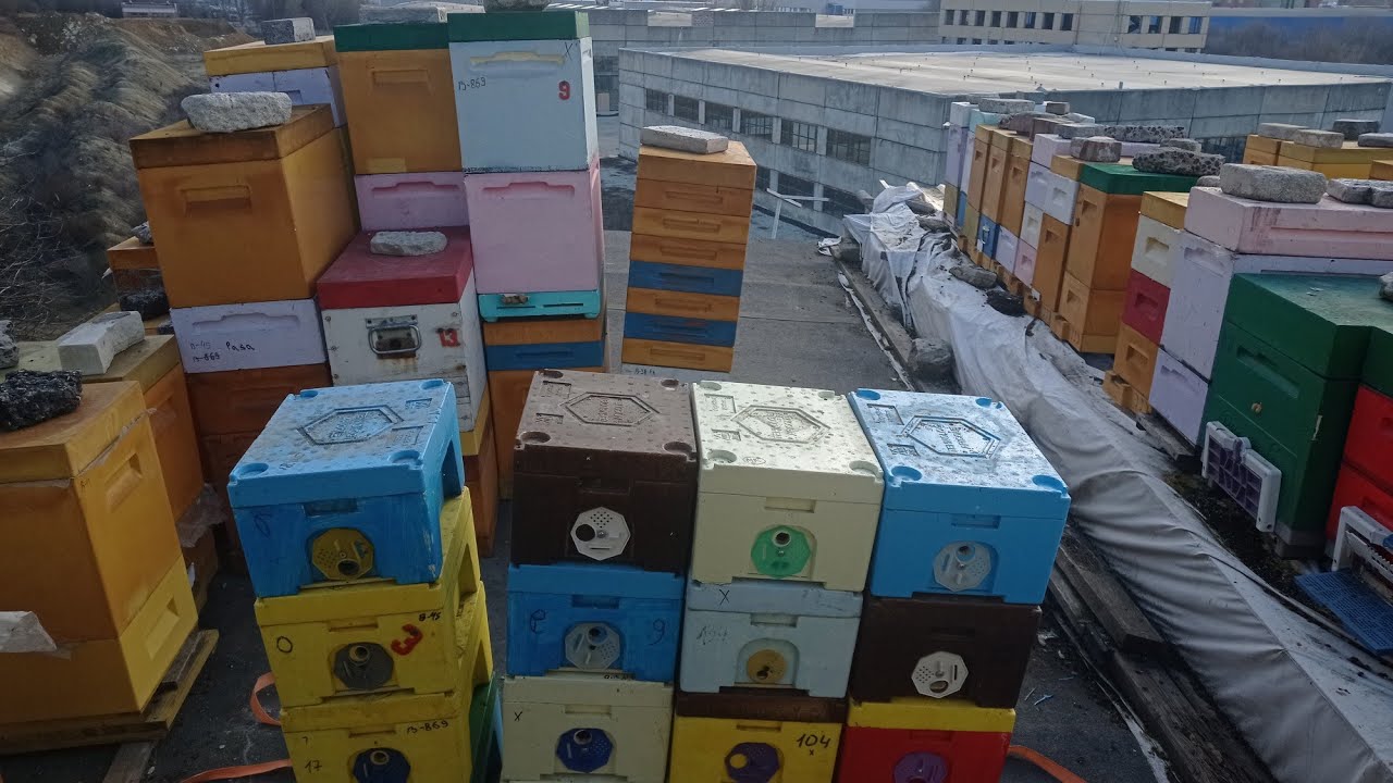 Сколько расплода. На 3 Марта в семьях