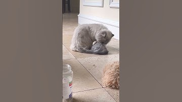 Catnip Enthusiasts 😻#cat #catvideos #catfunny #cats #cute #cutecat #funny #funnyvideo #funnycats