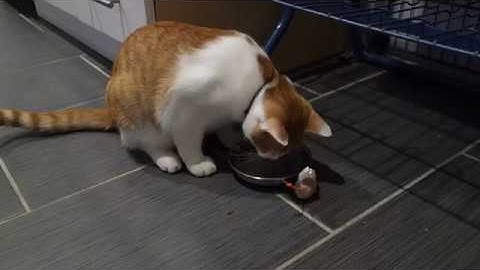 Buddy Making Catnip Tea