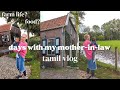 Small farm in netherlands  tamil vlog