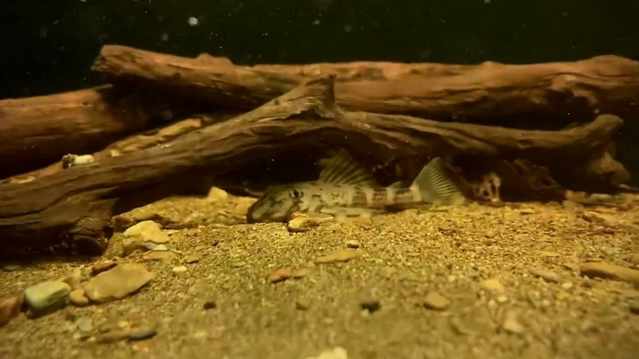 MyNEWFish 🐟 : Pleco Butterfly / L168 In Biotope Tank / Chameleon Pleco