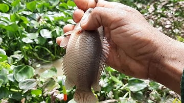 Câu Cá Rô Đồng. Trong Lục Bình Cá Ăn Thấy Mê Luôn.