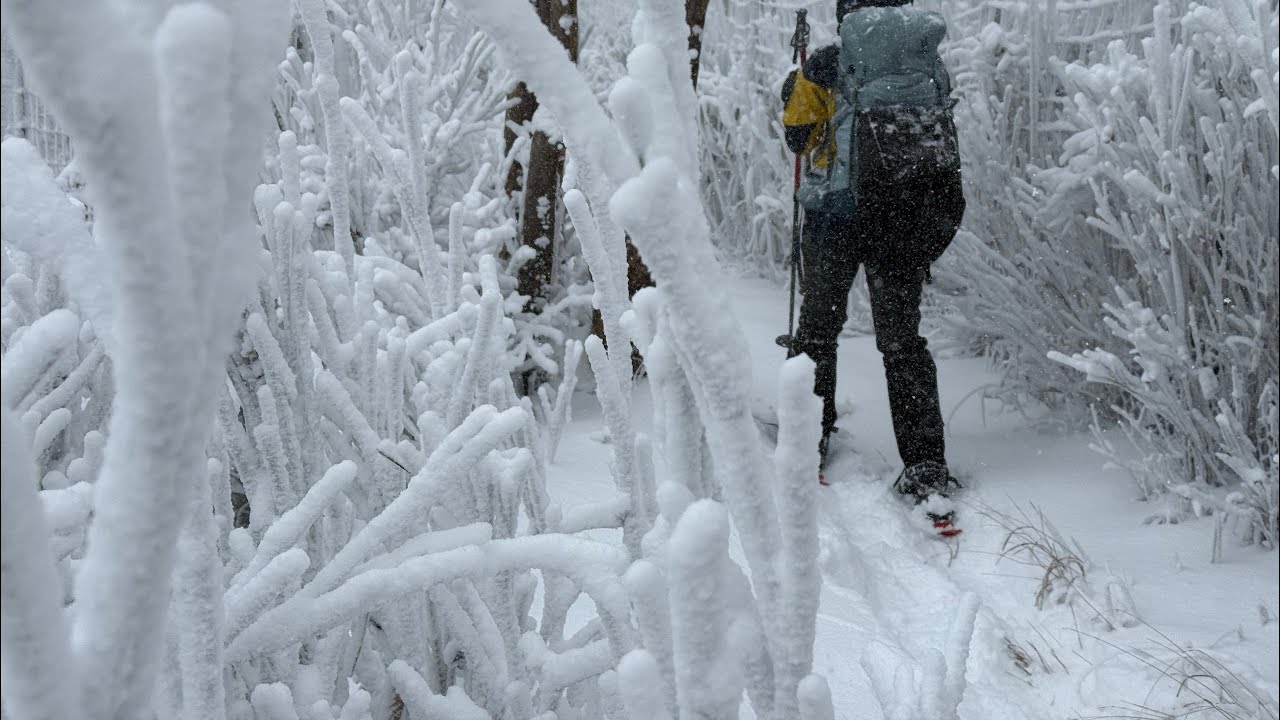 Snowshoeing Through the Storm — Mt. Mukaisaka, Gokase, Miyazaki.  向坂山で吹雪のスノーシューハイク