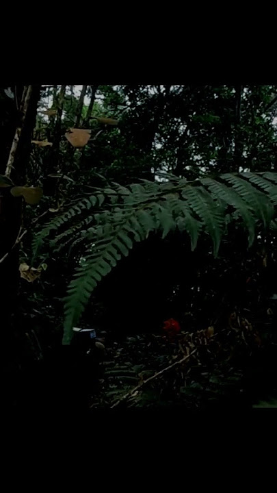 kata kata pendaki #quotes #pendaki #nasehat #motivation #motivasi #katakatabijak #dzawin #dzawinnur