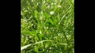 new growing vegetables #beautifully #nature #farming #food #gardening #nature #farming