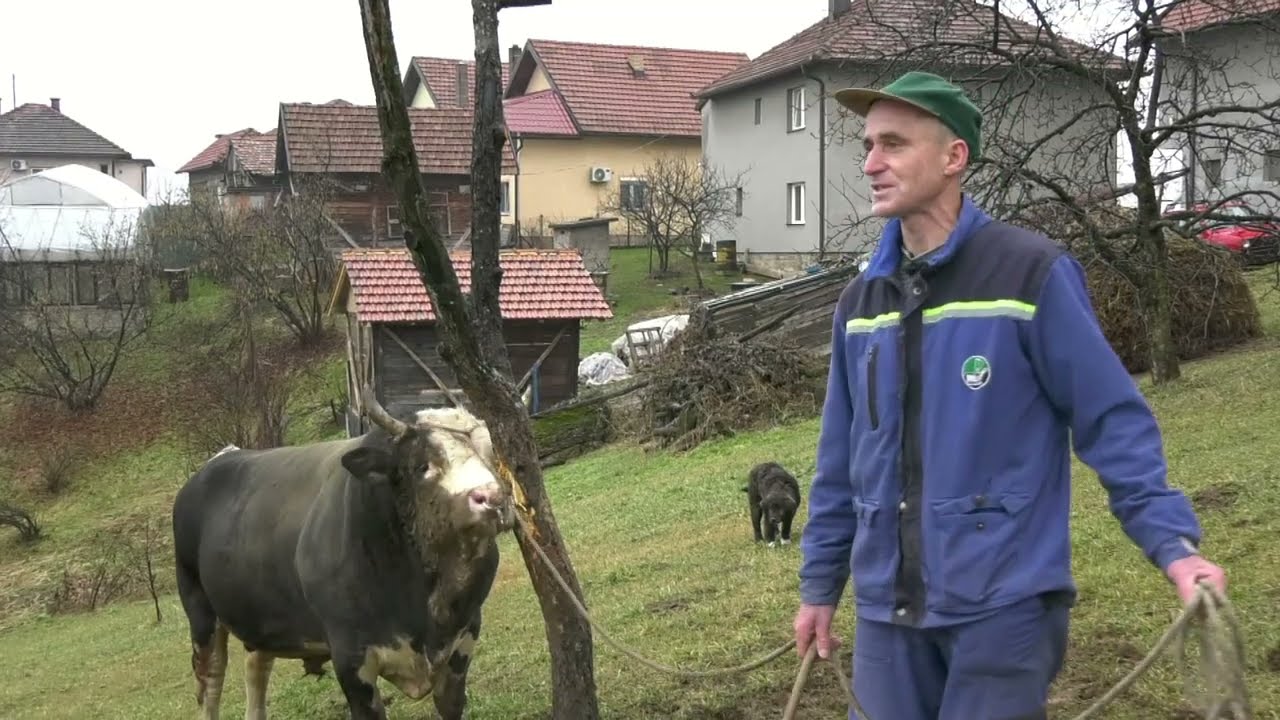 - SULTAN JE IMAO TRINAEST UZASTOPNIH POBJEDA, VAHID DJERZIĆ BANOVIĆI