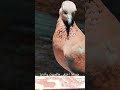 الصوت دا بيفكرطو بأيام المدارس صح اكسبلور 