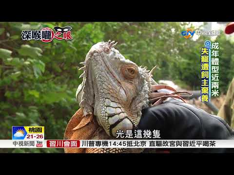 小酷斯拉綠鬣蜥 近半台灣已淪陷│中視新聞 20171108