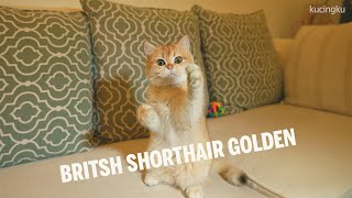 The Most Beautiful Cats of British Shorthair Golden