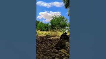 #sky ...#youtubeshorts ...#video ...#explorepage ...#tree ...#clouds ...#youtube ...#youtubeshort .✨