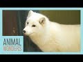 Meet and Greet: Tigli the Arctic Fox!