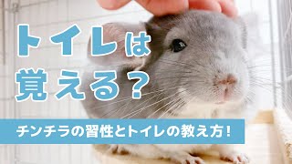 チンチラはトイレを覚える？飼ってる＆飼いたい人必見！チンチラのトイレの覚えさせ方【チンチラ 飼い方 トイレ】