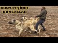 DAĞLAR GERÇEKTEN KURDUN MU ? MEKANIN SAHİBİ KİM ? #kangal #kurt