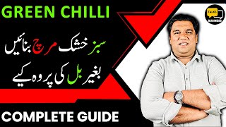 How to Dry Green Chilli In 13 Hours - How To Dry Green Chilli At Home - Green Chili Dryer Machine!!!