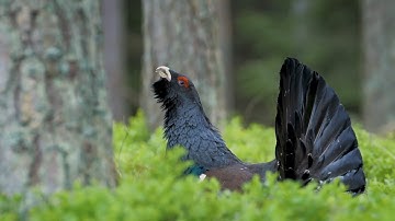 GWCT Case Study: Capercaillie in Kinveachy