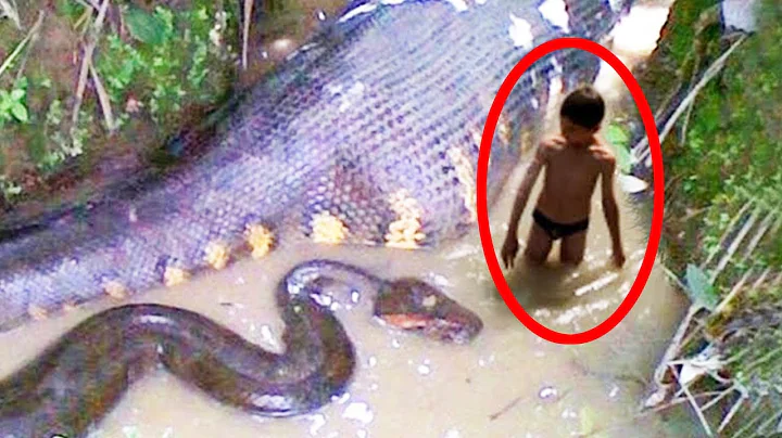 12 DANGEROUS Animals That If You See, You Should RUN!