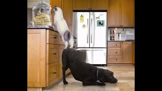 😺 Cheeky partners! 🐈 Funny video with cats and kittens for a good mood! 😸