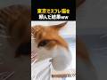東京でスフレ猫を頼んだ結果ww