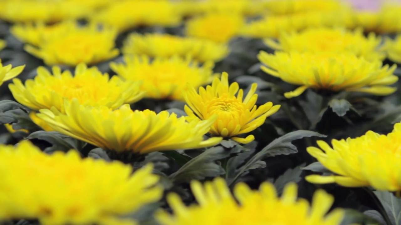 Dekker Chrysanten 2016 (NL)