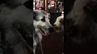 Irish Wolfhounds Bu and Ca at close to one year old.