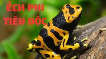 Loài Ếch Phi Tiêu Độc: Bảo Bối Tự Nhiên Hay Mối Nguy Hại Chết Chóc?