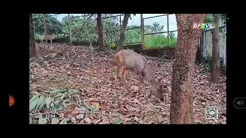 Giáo lưu sinh viên 3 nước Đông Dương tại VQG Bù Gia Mập