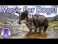 Music for Dogs: Calm Your Dog with this Relaxing Playlist!