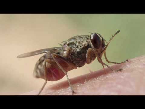 Neuer Wirkstoff gegen Parasiten?