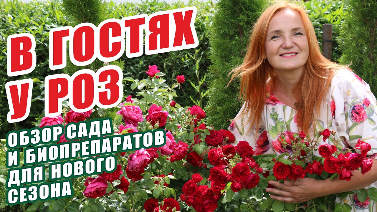 В ГОСТЯХ У РОЗ. ОБЗОР САДА И БИОПРЕПАРАТОВ ДЛЯ НОВОГО СЕЗОНА. РОЗЫ В САДУ. ЛУЧШИЕ СОРТА РОЗ.