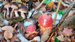 MUSHROOMS ON NOVEMBER 25 AFTER SNOW AND FROST THERE ARE STILL HERE